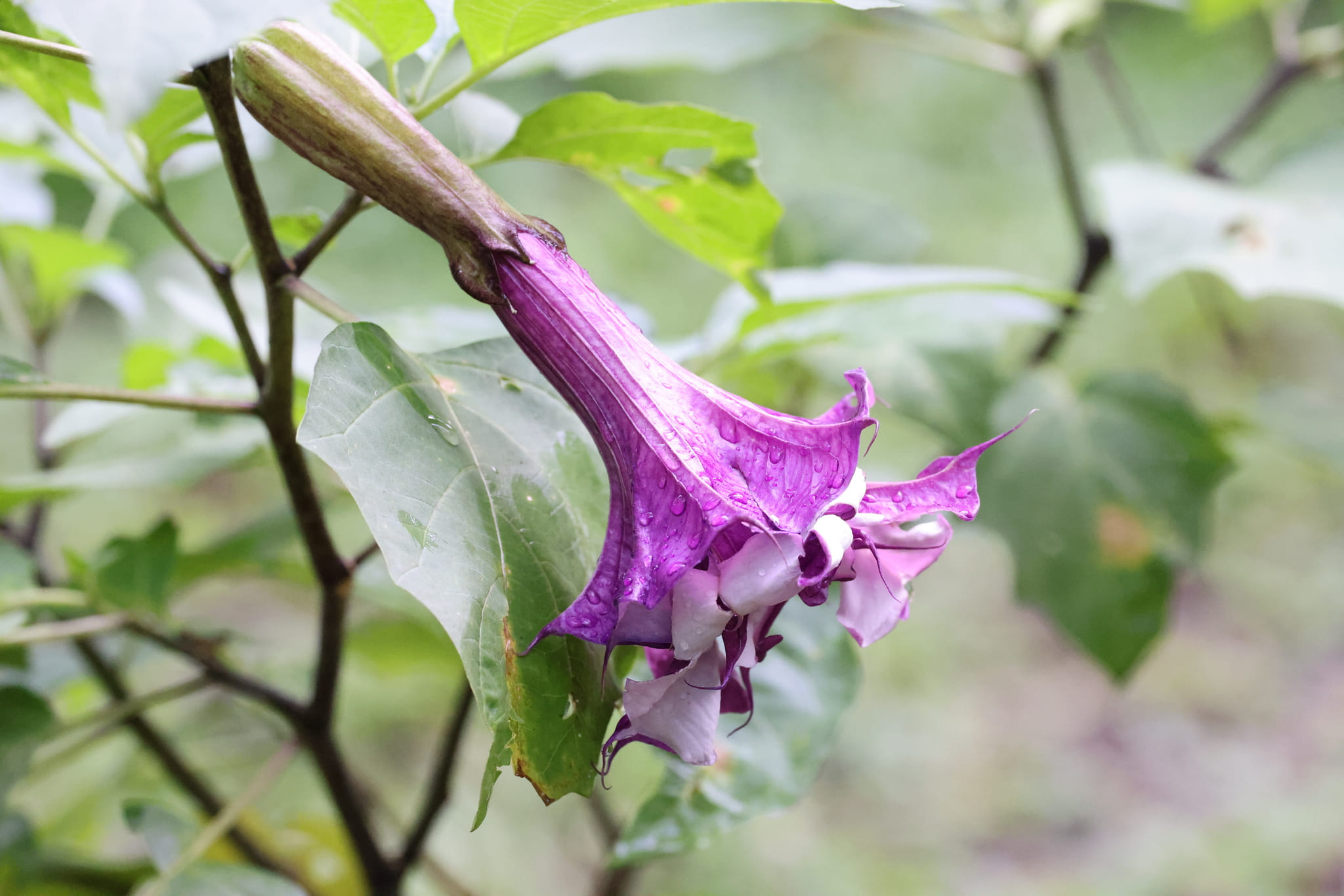 Datura metel by Colin Meurk